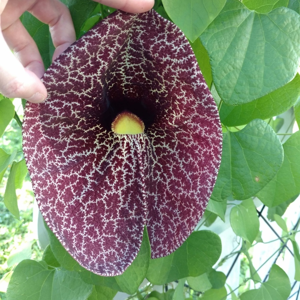 Dutchman's Pipevine Seeds - Butterfly Host Plant - Picture 2 of 8